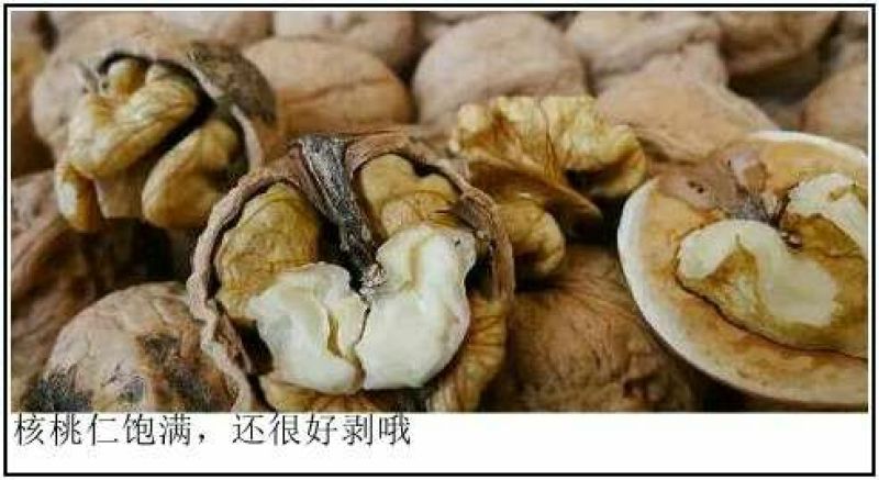 卢氏核桃去皮干