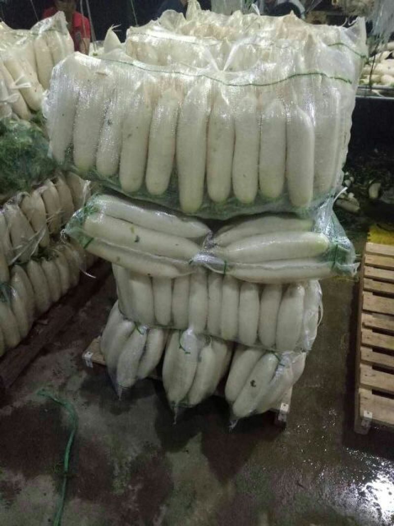 白萝卜1.5~2斤起