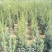 南方红豆杉2cm以下4cm以下0.5米以下