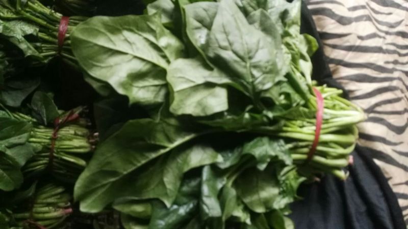 大叶菠菜25~30厘米