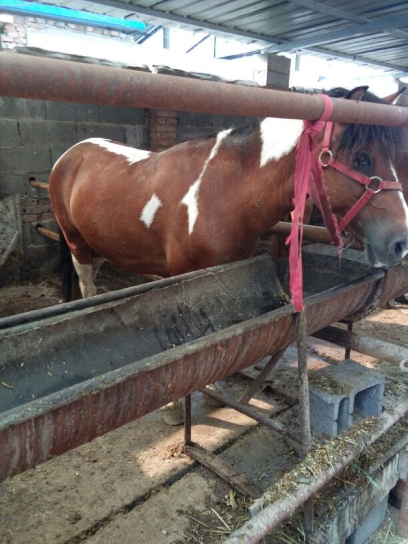矮马200~300kg