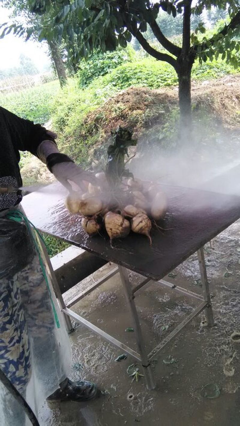 凉薯地瓜豆薯