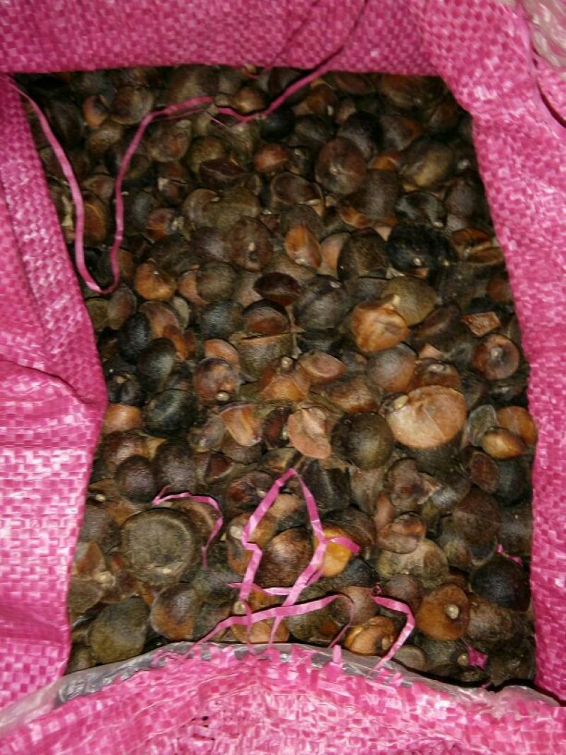油菜籽1