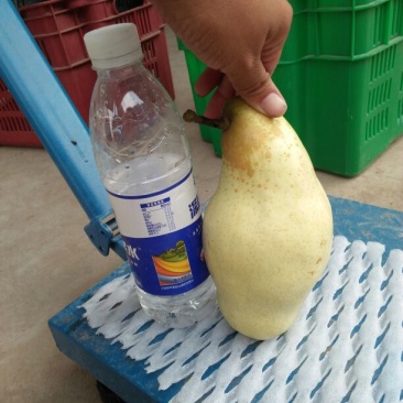 贵妃梨300~350g纸箱