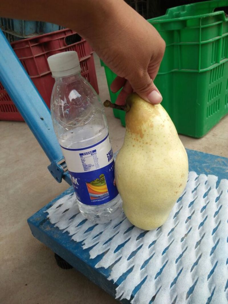 贵妃梨300~350g纸箱