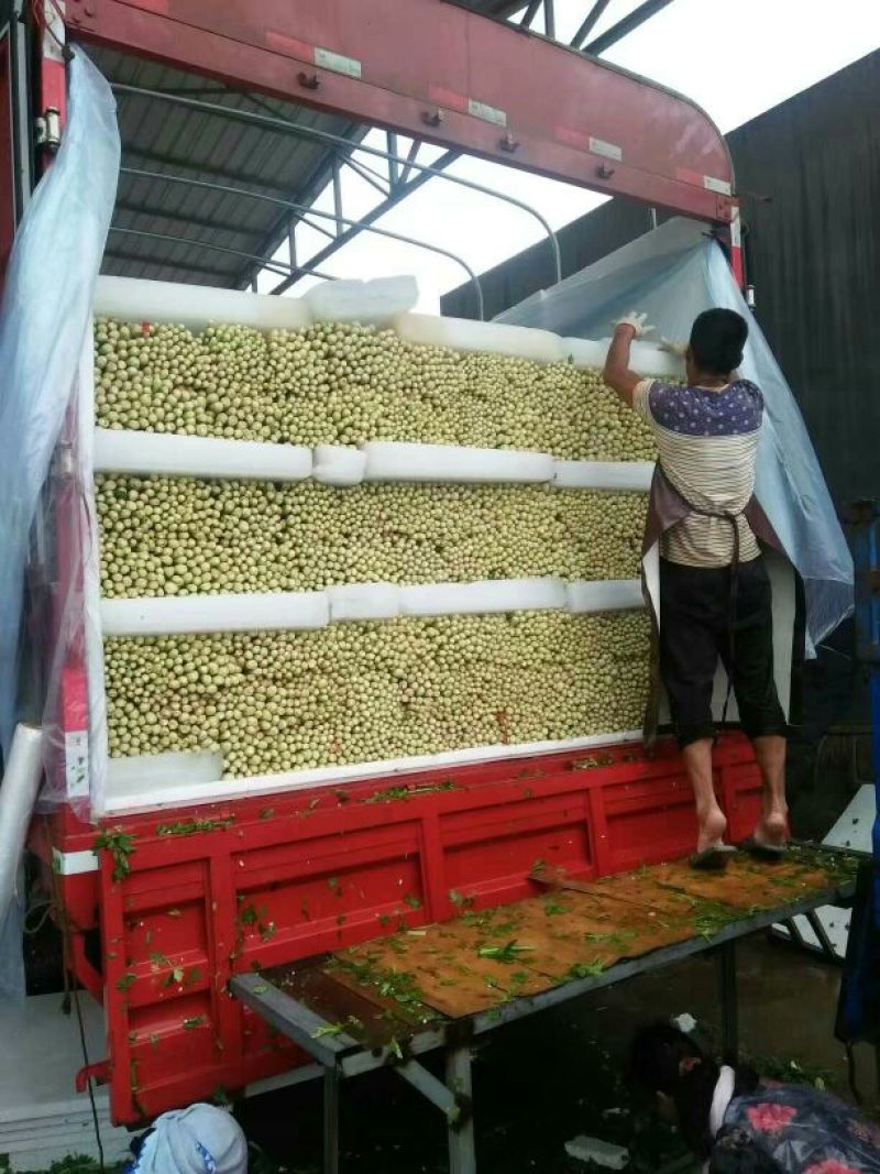 西安市阎良区上市了西芹55cm以上西吉芹菜