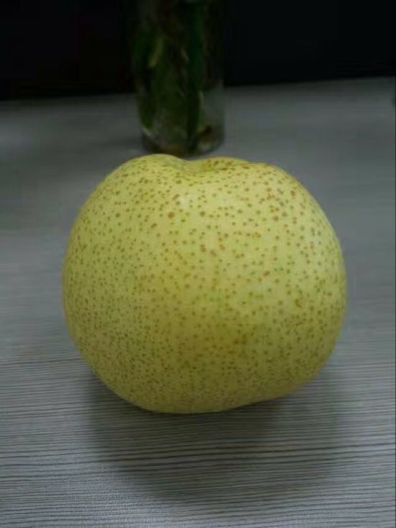 砀山梨