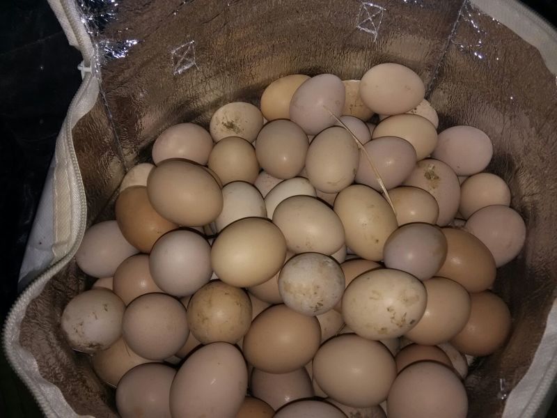 土鸡蛋食用50g以下