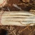 长白大葱40cm以上毛葱2cm左右