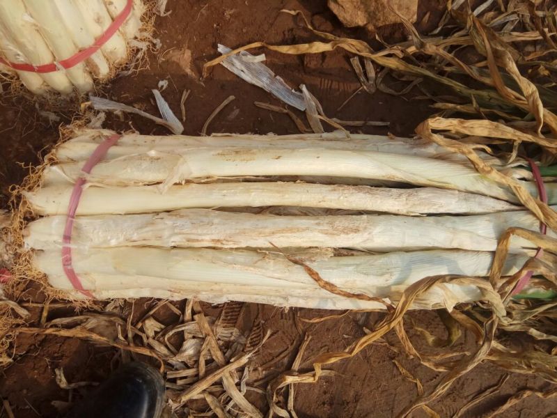 长白大葱40cm以上毛葱2cm左右