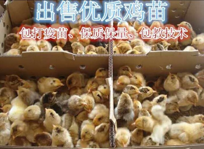 鸡苗