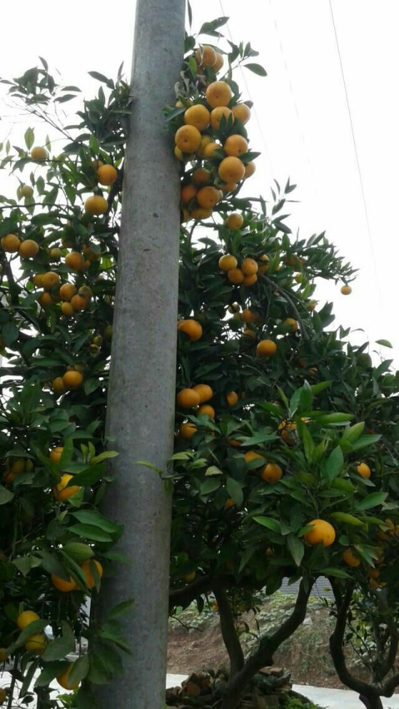 蜜橘&蜜桔产地直供价格公道卖的良心买的放心