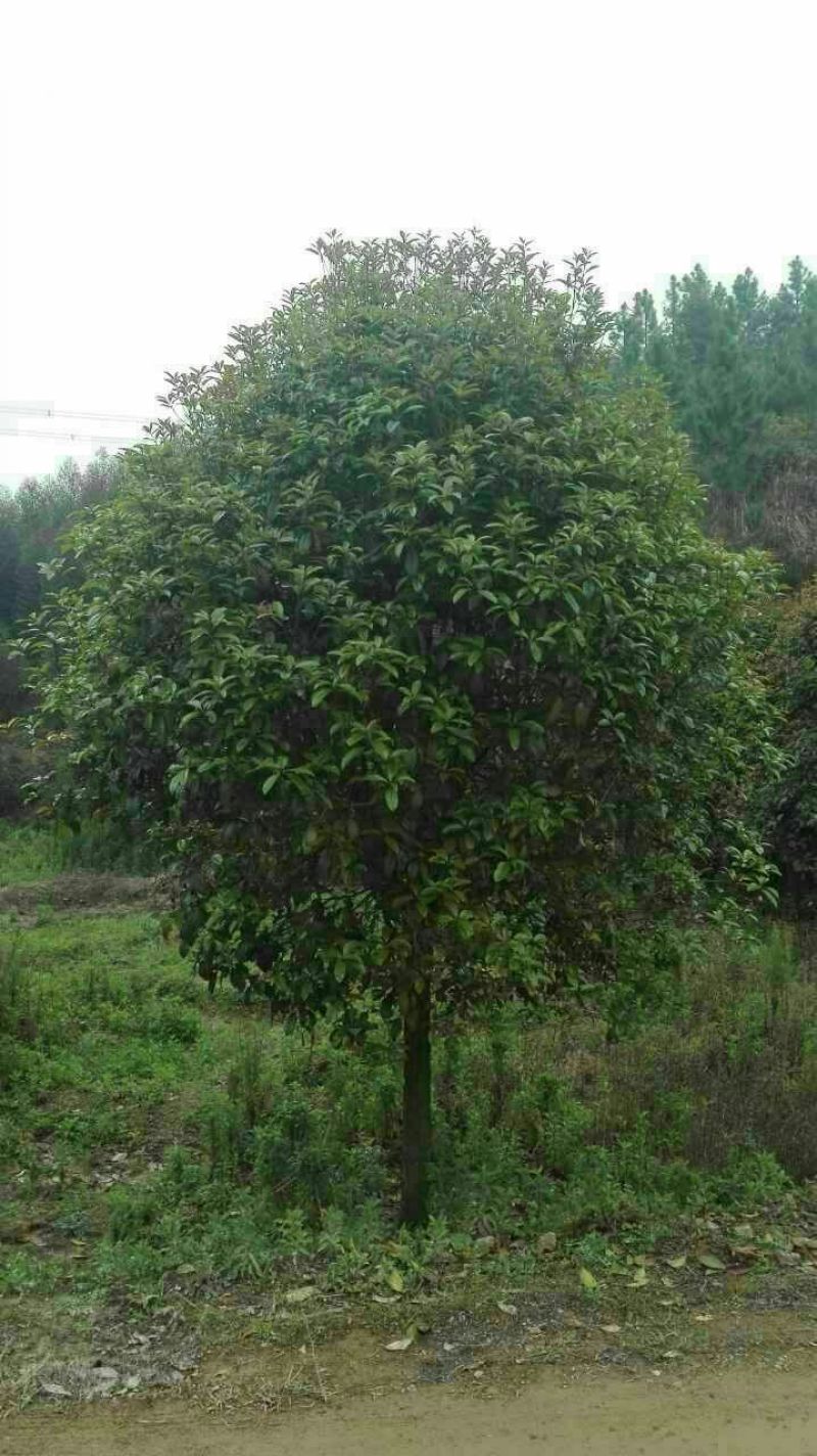 桂花树2cm以下1.5~2米1米以下