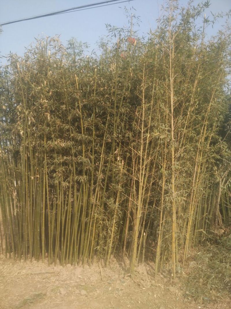 竹子2~3m