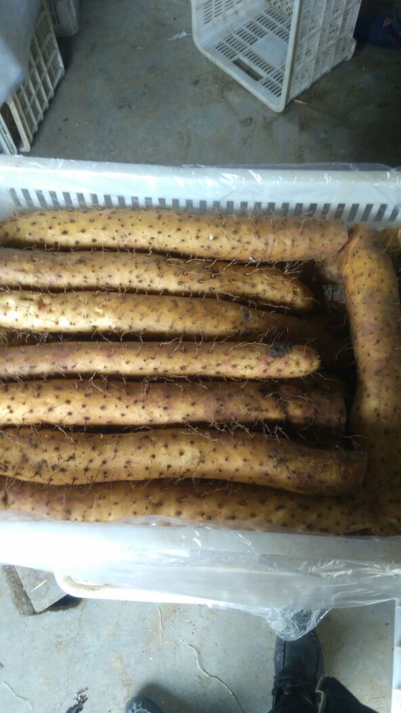白玉山药3~4厘米50~70厘米一级