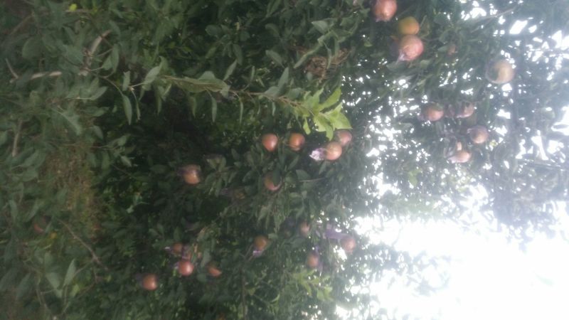 红香蕉苹果膜袋