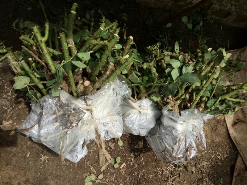大花月季30~40cm高，一到五年地栽苗