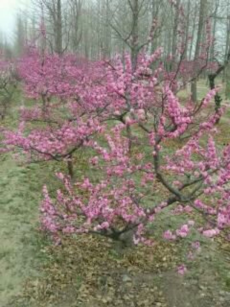 梅花树80~100cm