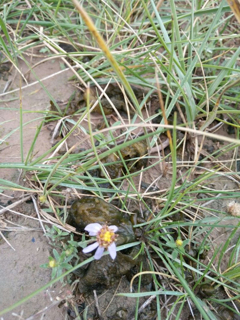 地皮菜