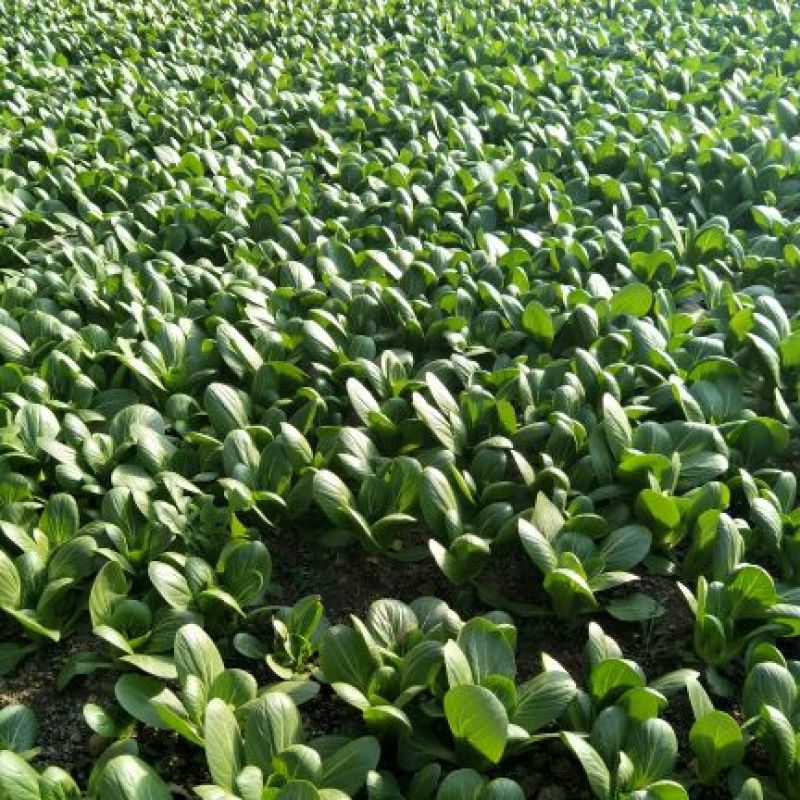 小油菜2两以上需要联系我合作共赢