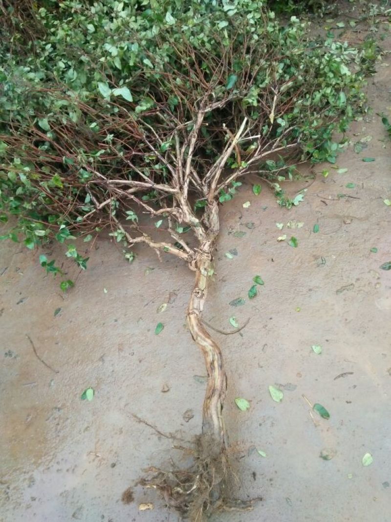 金银花金银花树桩