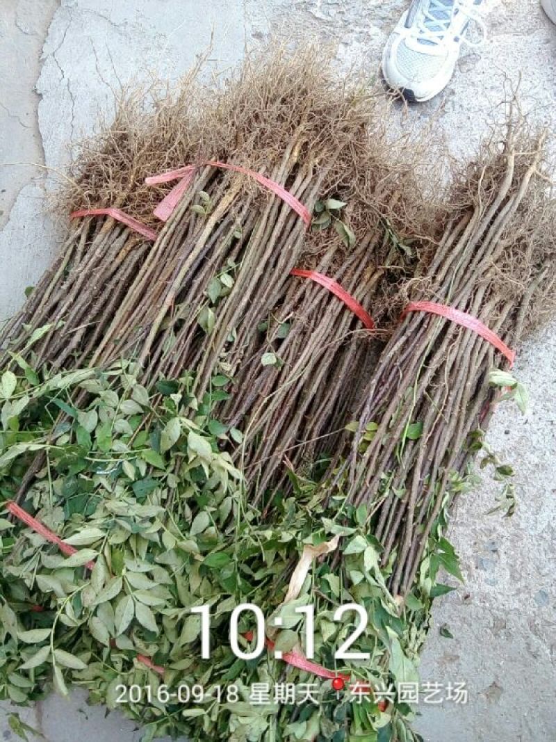花椒苗0.5~1年