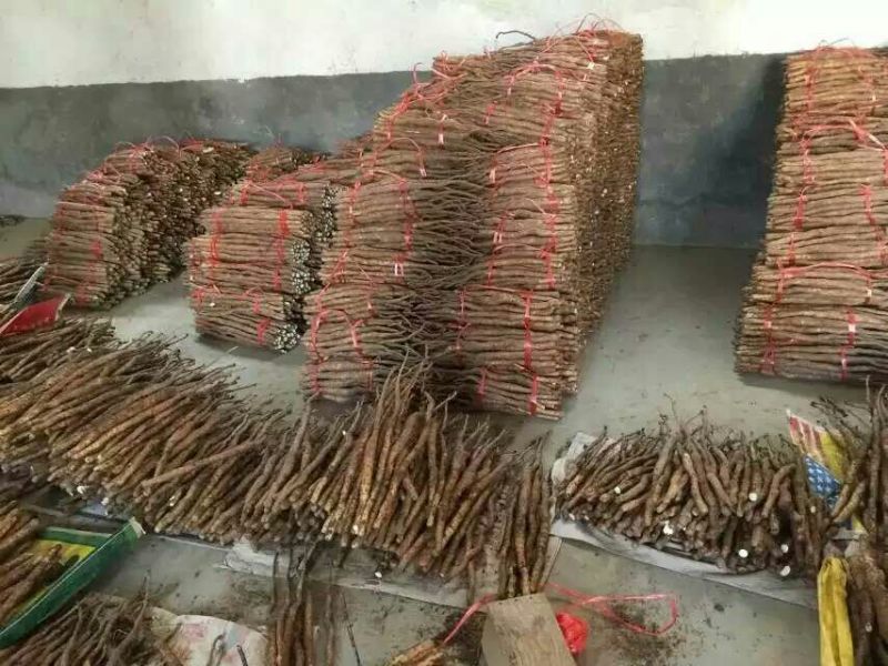 铁棍山药1~2厘米30~35厘米