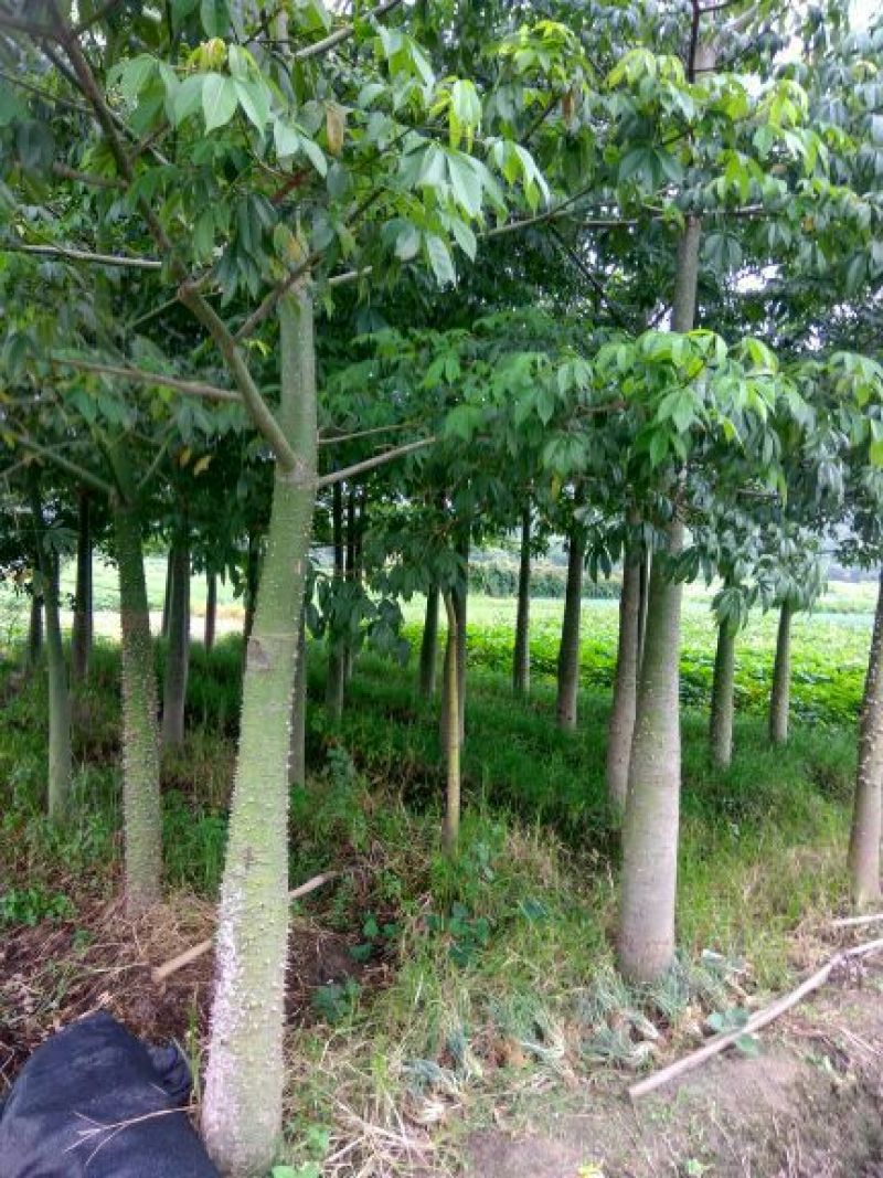 美丽异木棉3.5~4m12~14cm