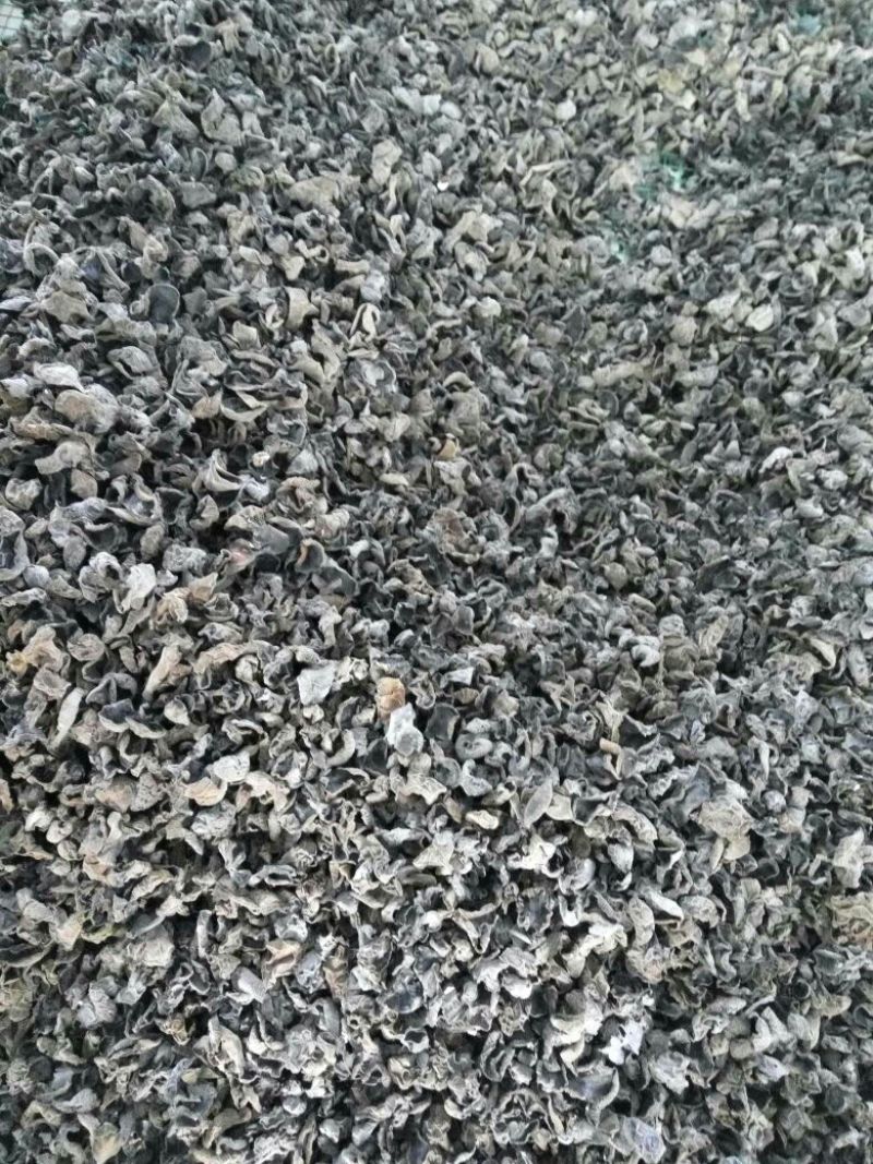 秋耳二级