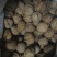 山核桃30mm以上去皮干