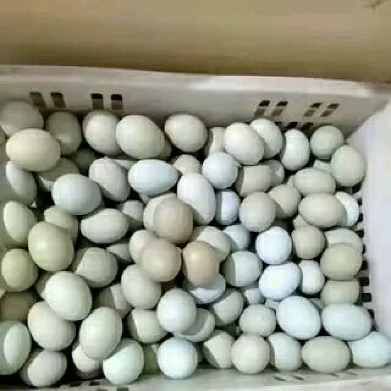 绿壳鸡蛋食用40~50g