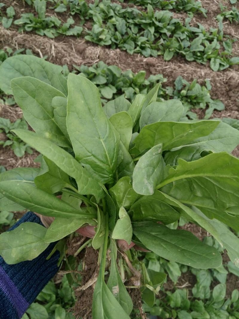 秋菠菜15~20厘米