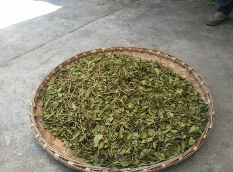 川茶末茶