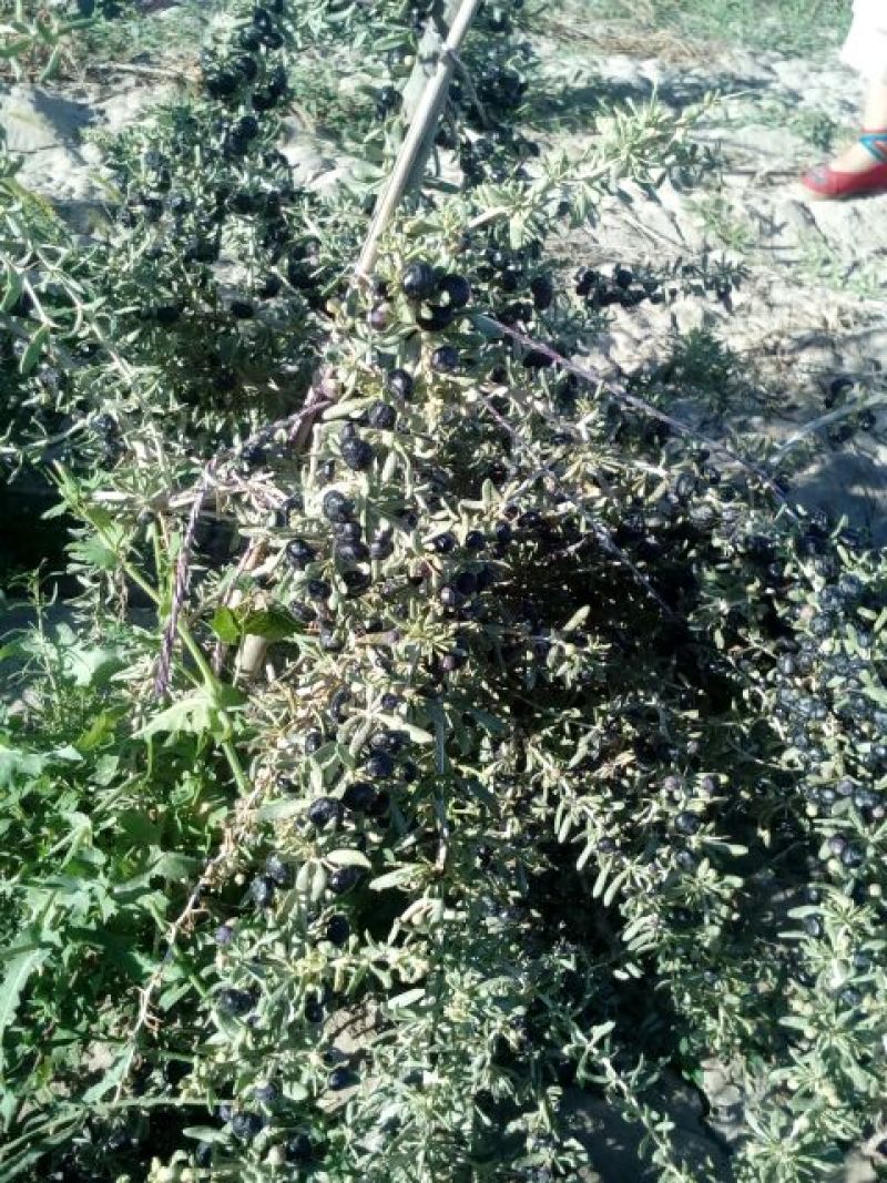 黑枸杞干货头茬