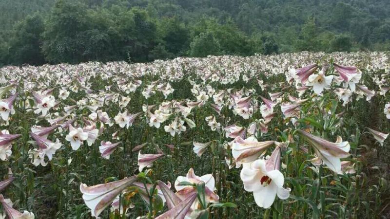 鲜龙牙百合，精挑细选，产地直供