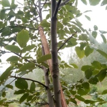 青皮核桃青皮