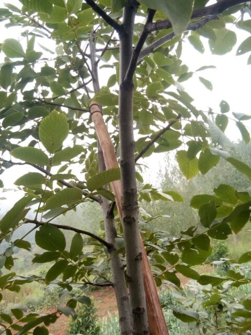 薄皮核桃30mm以上去皮