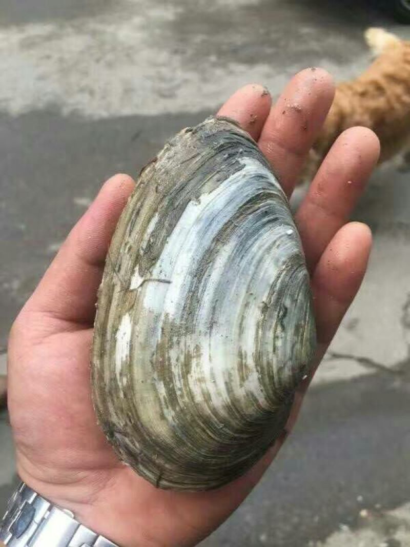 海螺食用鲜活5~10只/kg