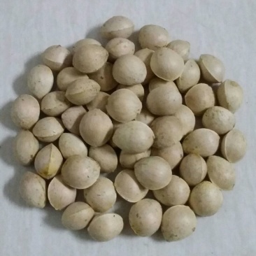 银杏果