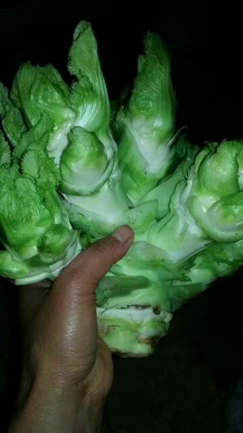儿菜