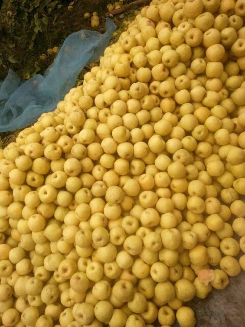 砀山梨250~300g光果