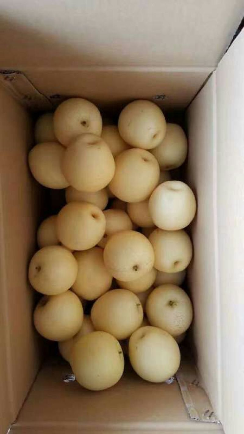 砀山梨200~250g纸袋