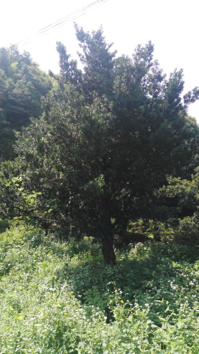 罗汉松10~12cm6~8cm3~3.5米