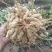 黑花生干货带壳