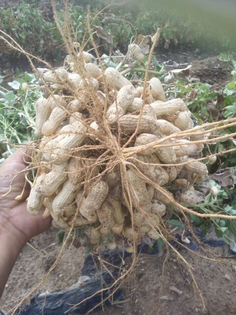 黑花生干货带壳