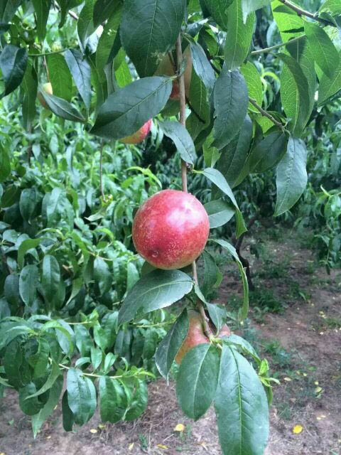 北京双喜红油桃 3两以上批发_樊仙文供应_一亩