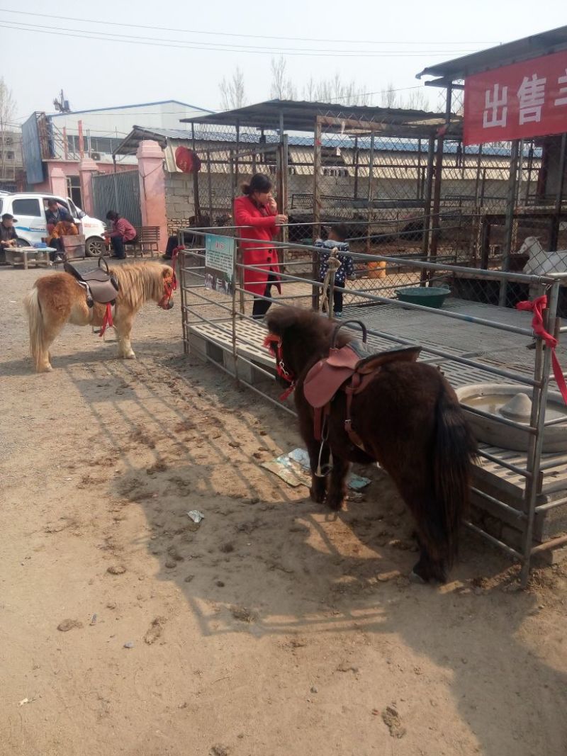 肉马