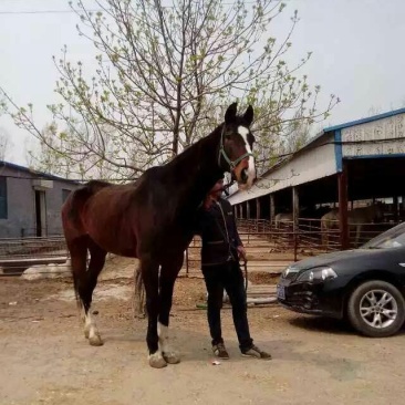 伊犁马300~400kg