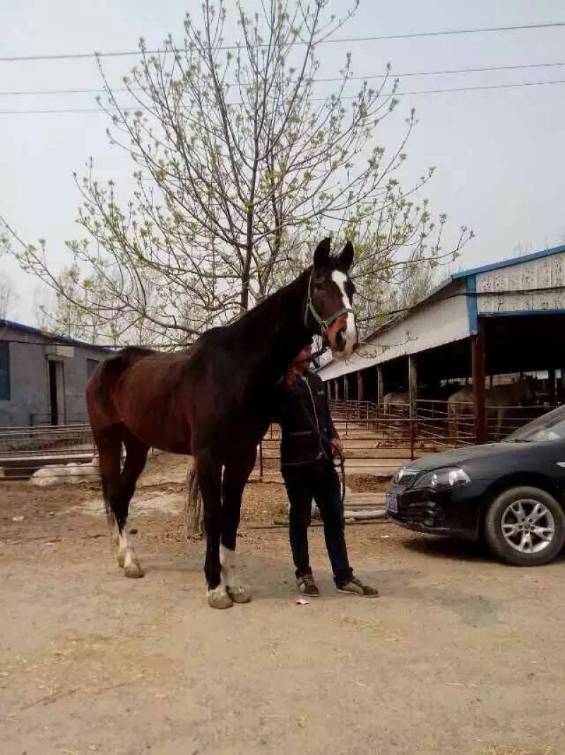 伊犁马300~400kg