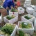 香茅，泰国香茅，柠檬香茅，越南香茅，基地